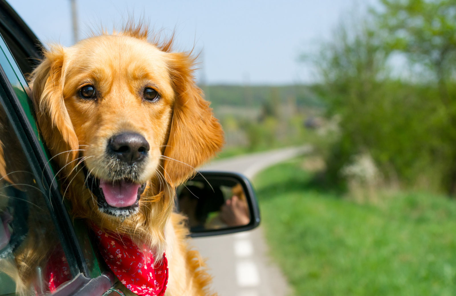 dog looking out the car