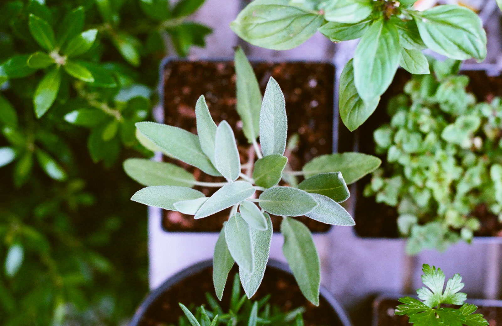 herbs being grown indoors