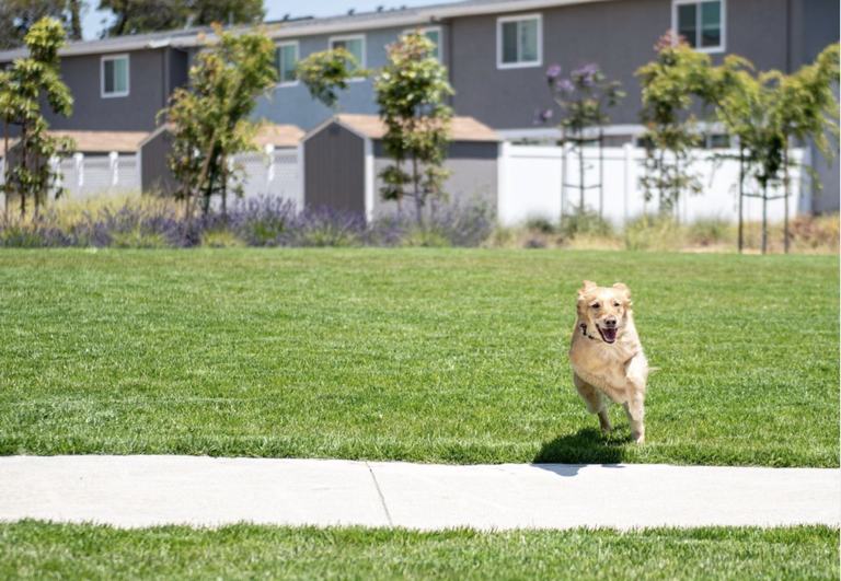 Photo inspiration: Visual Reference: Pet Friendly Apartments With Dog Park In Alameda Ca
