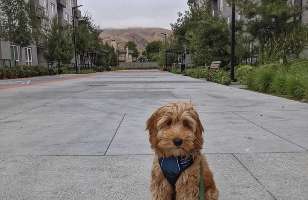 PetFriendly Apartments in Fremont, CA The Asher