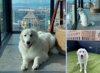 Large white dog relaxing in a high-rise apartment at Atlas Oakland, overlooking downtown and the Bay Bridge, with additional photos showing the dog enjoying rooftop dog run and city views.