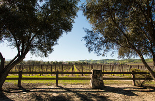 A view of a vineyard with rolling hills in the distance