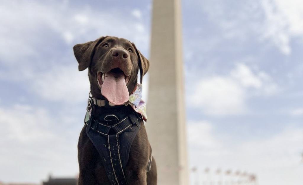 PetFriendly DC Apartments with Dog Run & Pet Wash