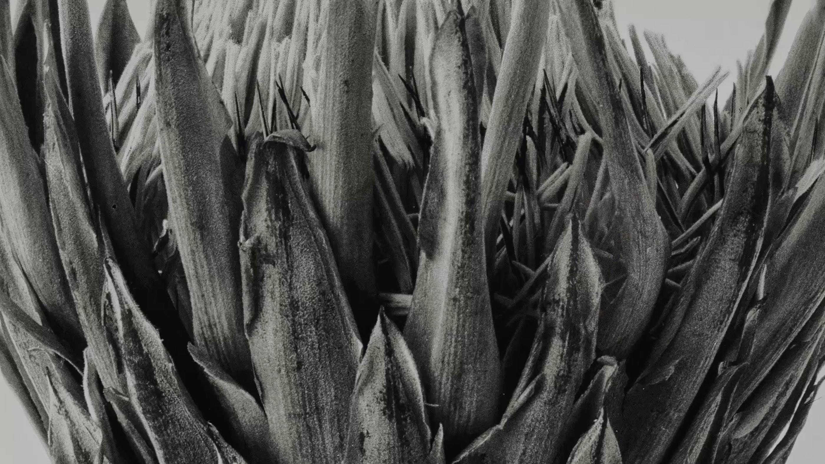 LODEN logo with a black-and-white floral background