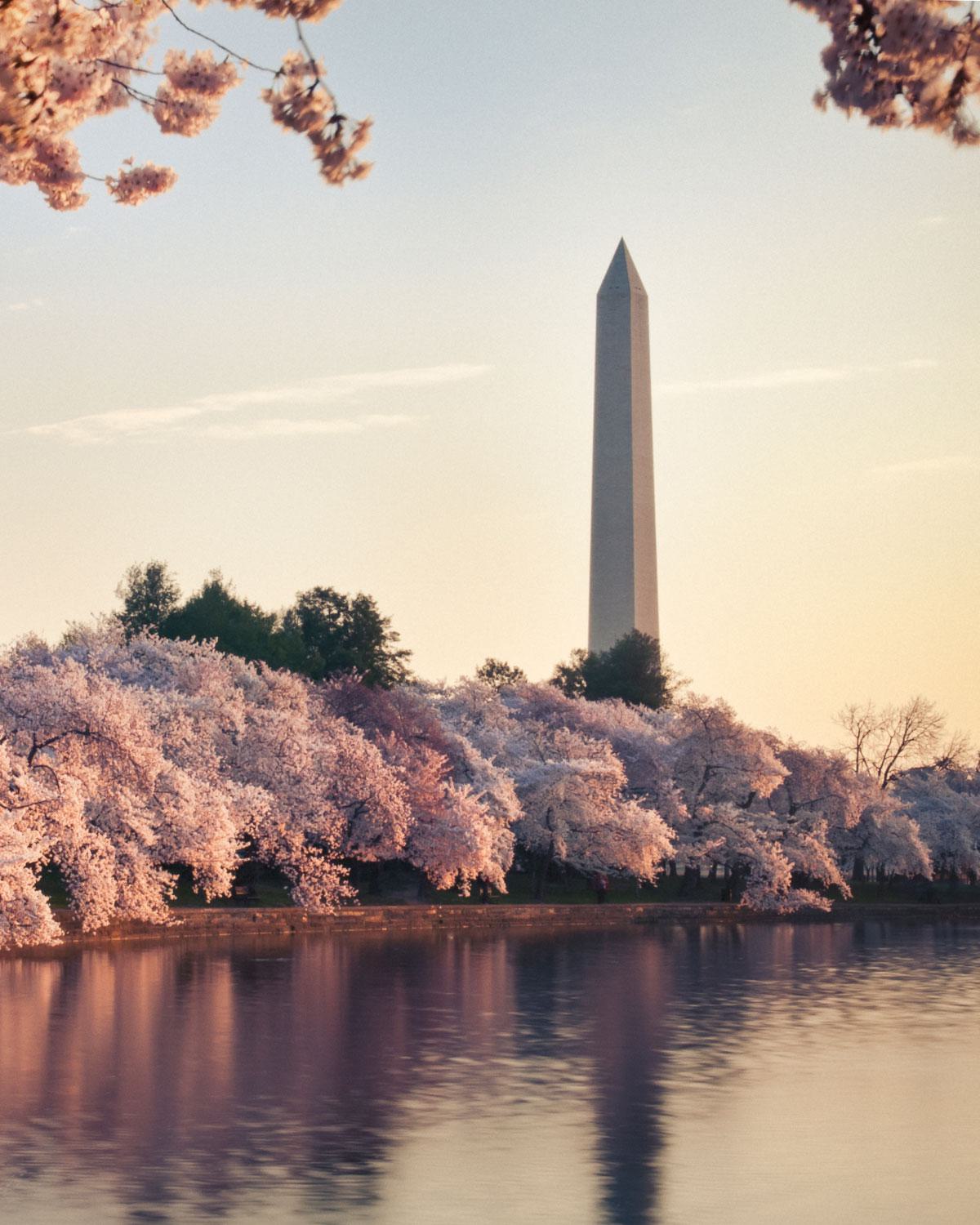 The Washington Monument at sunrise, framed by blooming cherry blossom trees along the Tidal Basin in Washington, DC, with soft reflections on the water.