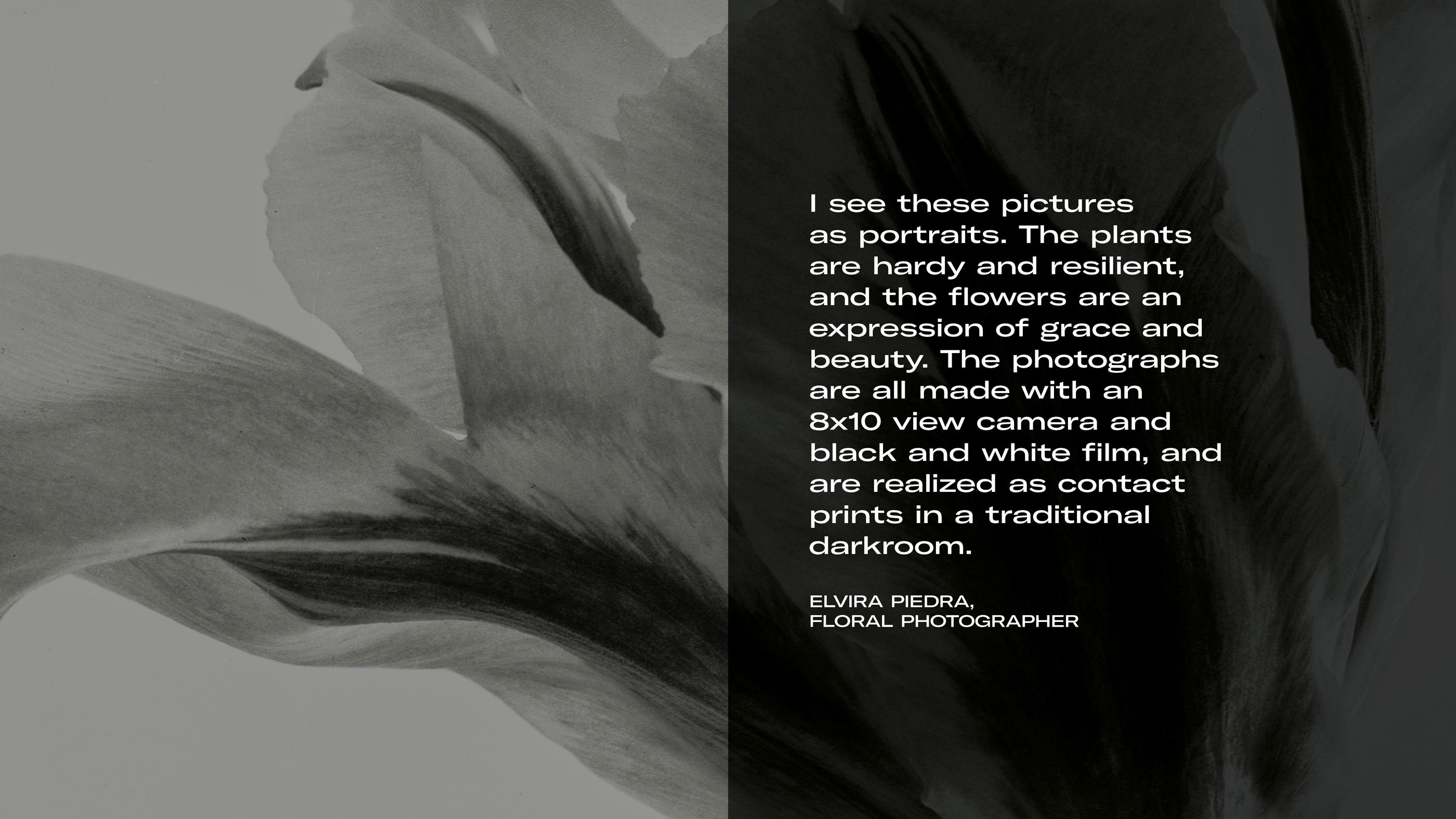 "I see these pictures as portraits. The plants are hardy and resilient, and the flowers are an expression of grace and beauty. The photographs are all made with an 8x10 view camera and black and white film, and are realized as contact prints in a traditional darkroom." — Elvira Piedra, Floral Photographer - The image features a close-up black and white floral photograph, highlighting the delicate textures and organic shapes of the petals in an artistic composition.