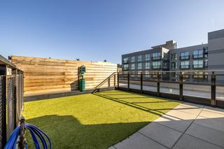 Sunny rooftop dog park at Arlo Apartments with artificial turf, a wooden privacy fence, and views.