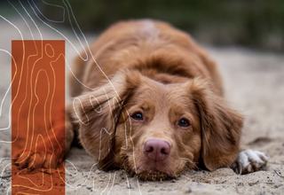 A golden-brown dog lies down on a sandy surface with a calm expression, resting its head on its front paws. Stylized contour lines and a semi-transparent red rectangle overlay the left side of the image.
