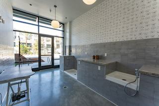 Bright, modern pet spa at The Asher with elevated wash stations, grooming table, and playful dog-patterned wallpaper, opening to an outdoor courtyard.