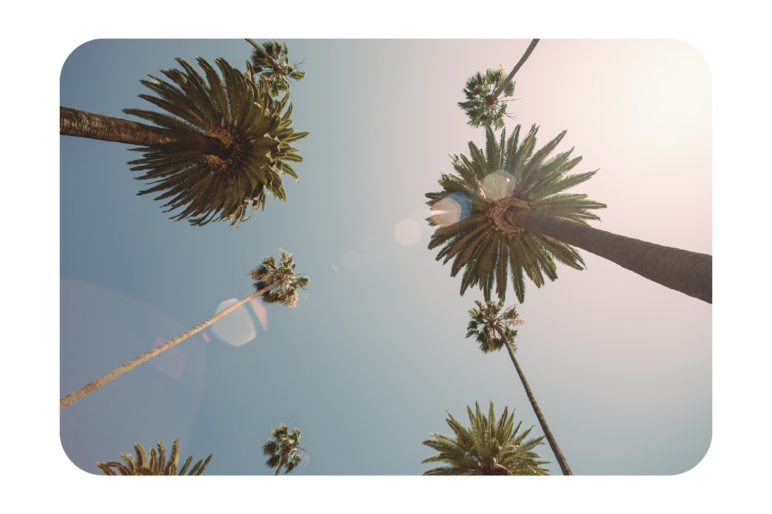 Sunlit palm trees against a clear Los Angeles sky.