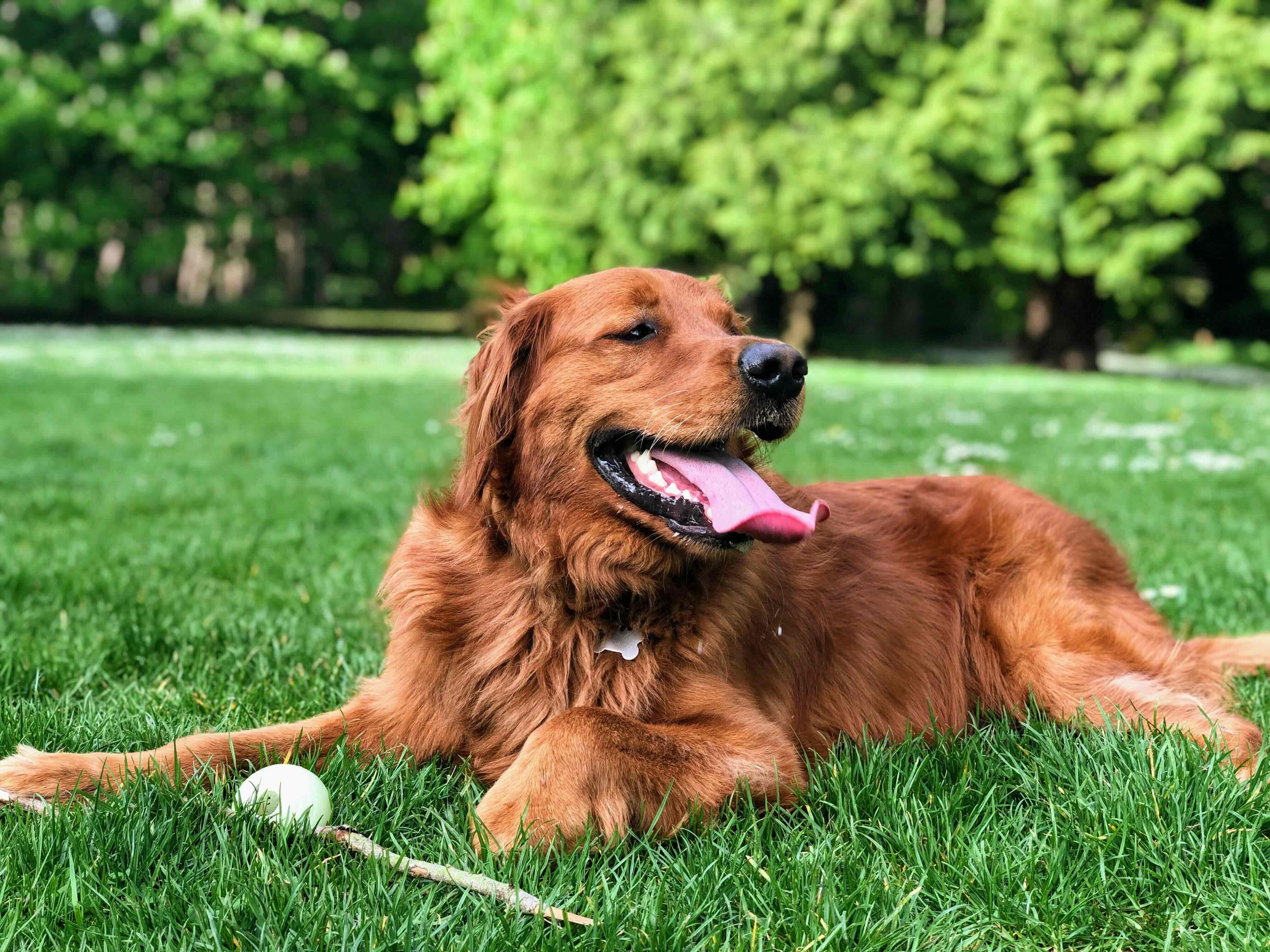 golden retriever in a green grassy leash-free area with a tennis ball