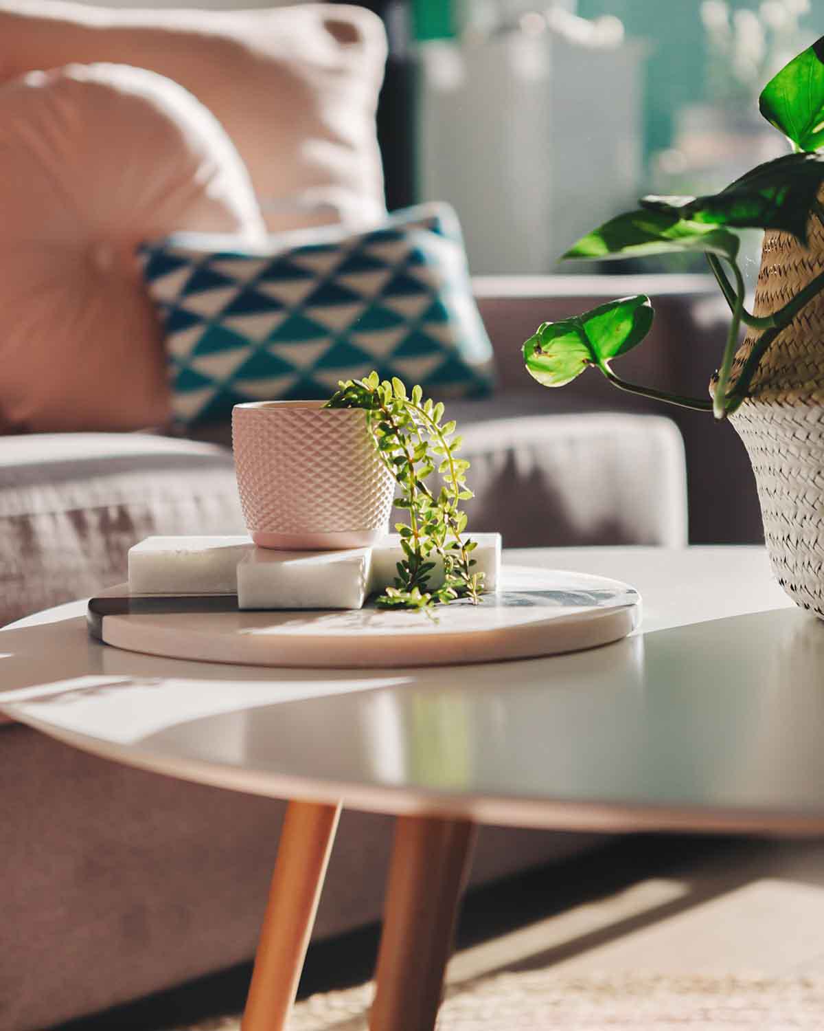 Close-up of a bright, cozy living room showing a small potted plant on a modern coffee table with a sofa and decorative pillows in the background.