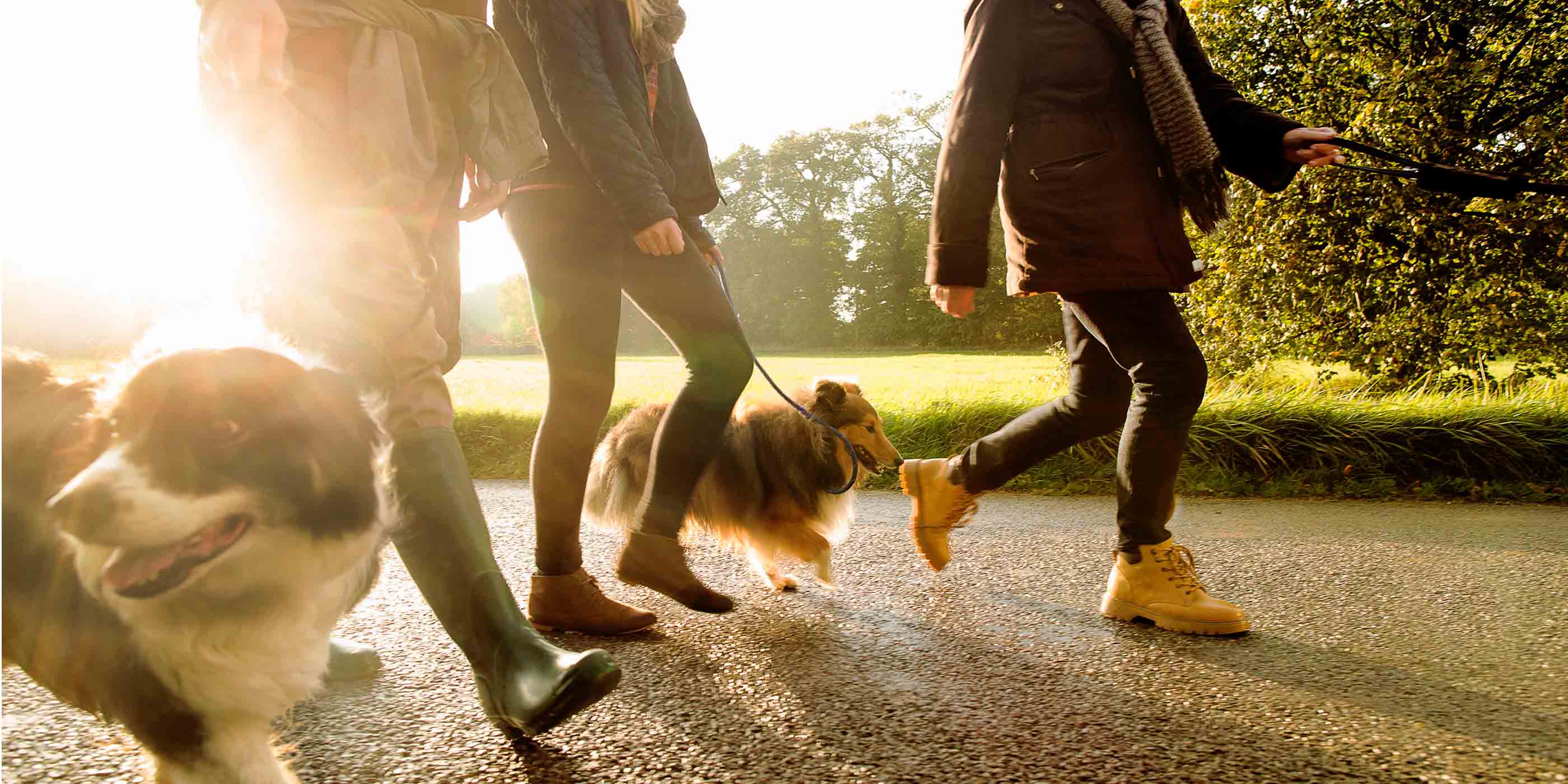 People walking their dogs along a sunlit path near a green park area in Ballard, WA.