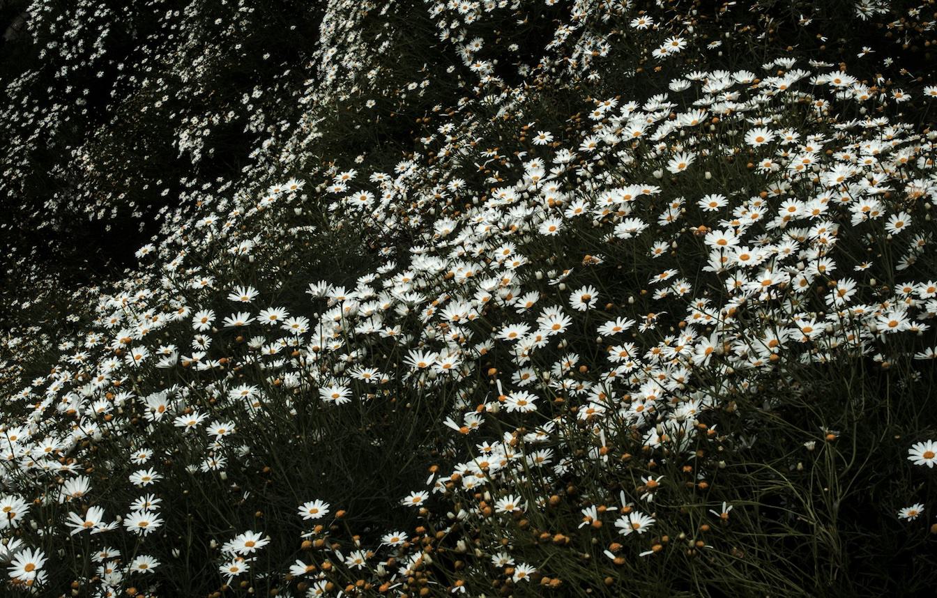 A dense hillside covered in blooming white daisies with yellow centers, their petals creating a sweeping field of flowers against dark green foliage.