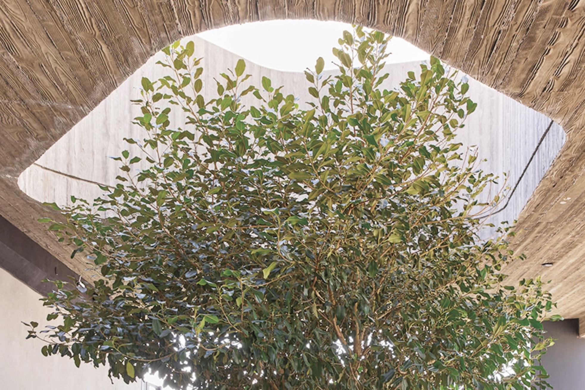 A contemporary courtyard in features a mature tree growing through an opening in a wooden slatted ceiling of the Oculus lounge. The tree is planted in a large concrete planter that doubles as seating with gray cushions. Concrete steps lead up one wall, while wooden side tables and additional seating create an intimate outdoor living space beneath the natural canopy.
