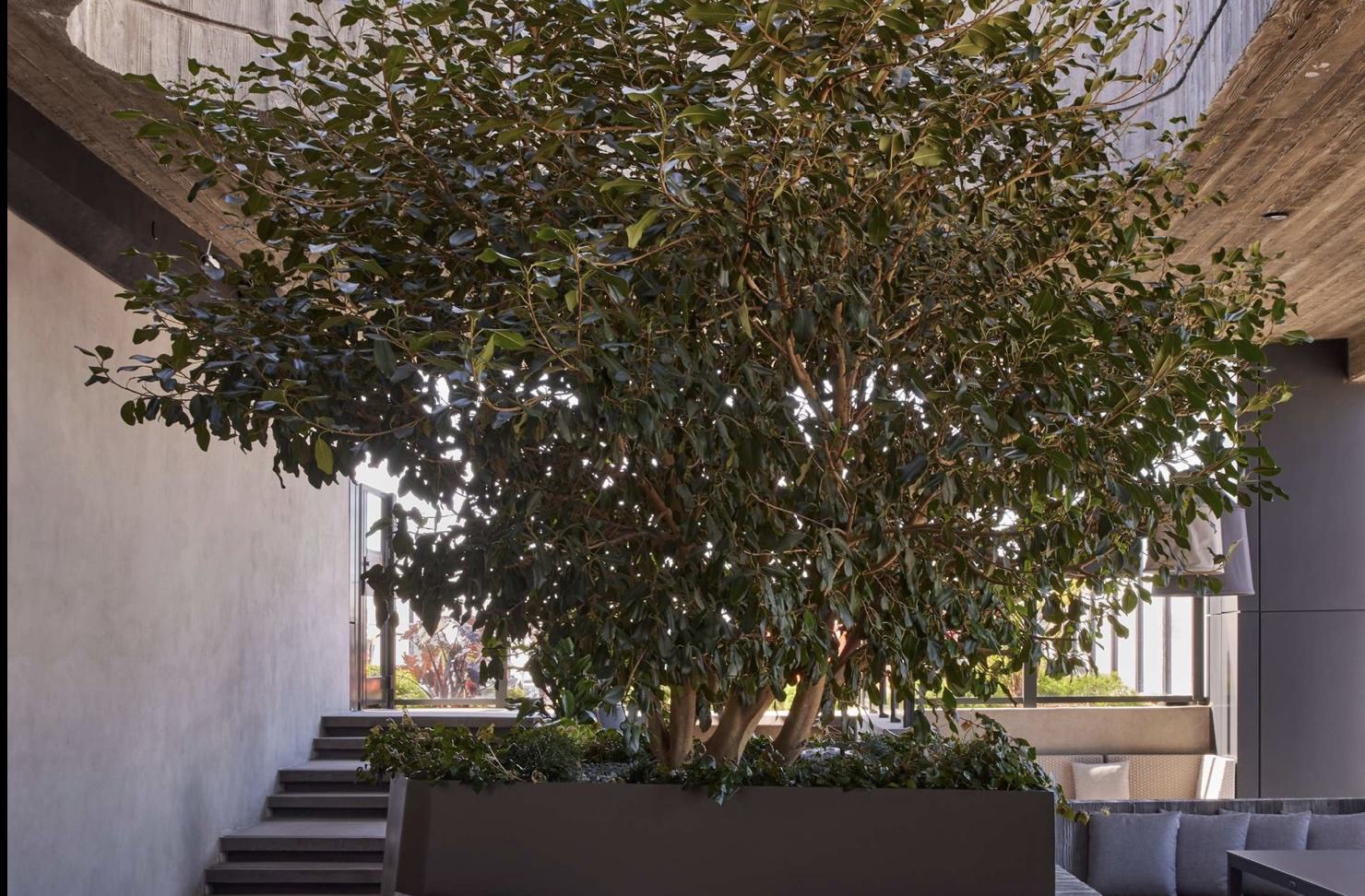 A contemporary courtyard in features a mature tree growing through an opening in a wooden slatted ceiling of the Oculus lounge. The tree is planted in a large concrete planter that doubles as seating with gray cushions. Concrete steps lead up one wall, while wooden side tables and additional seating create an intimate outdoor living space beneath the natural canopy.