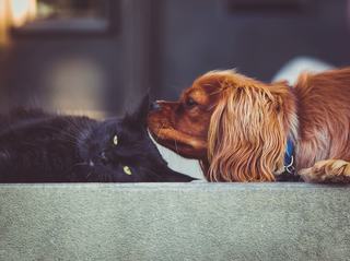 a cute spaniel nosing a black cat, representing pet-friendly rental homes at the arbors