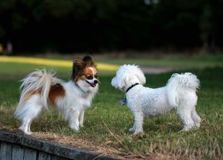 two dogs meeting each other at a local dog park