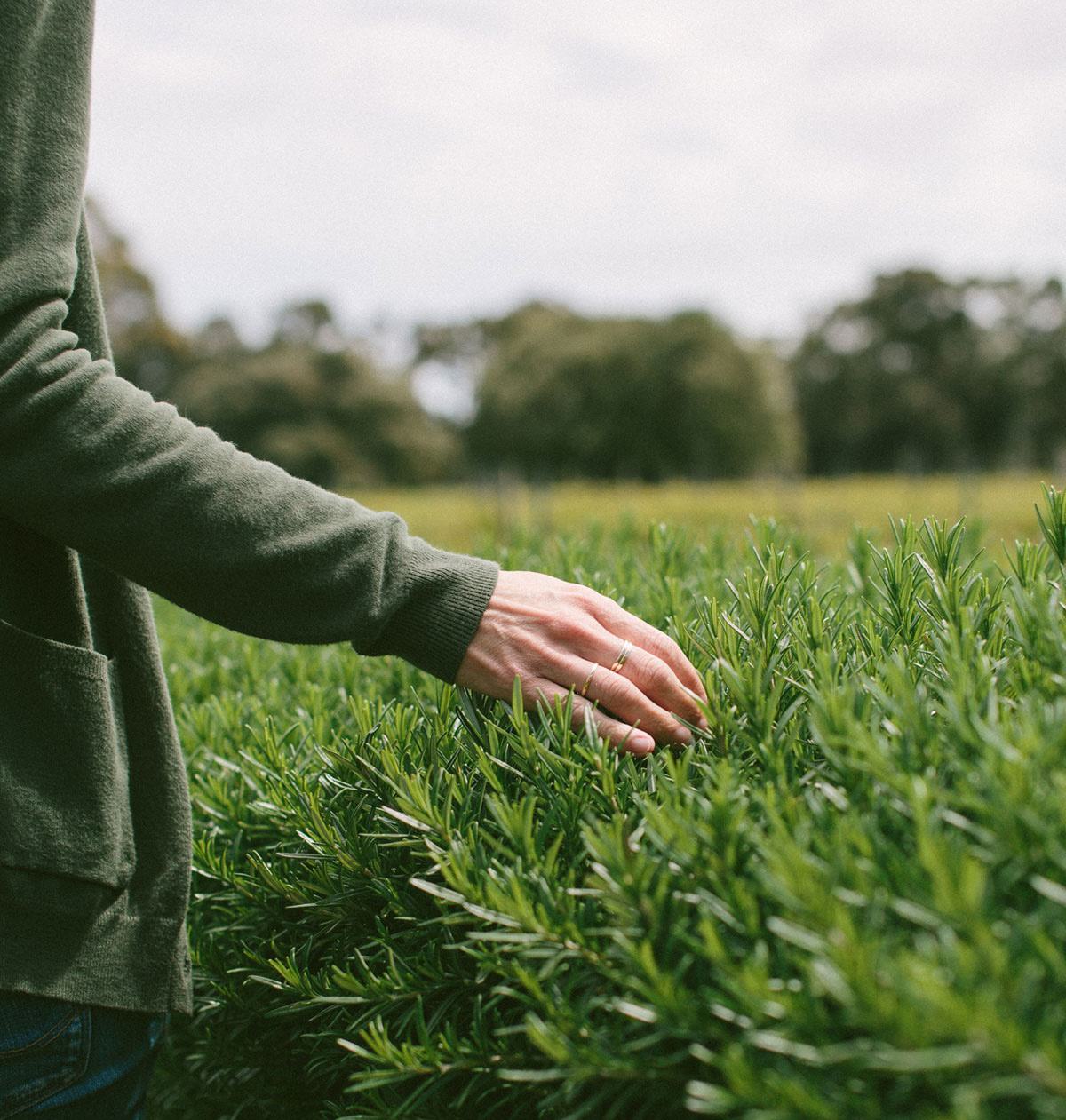 Image of a person's hand running across a hedge.