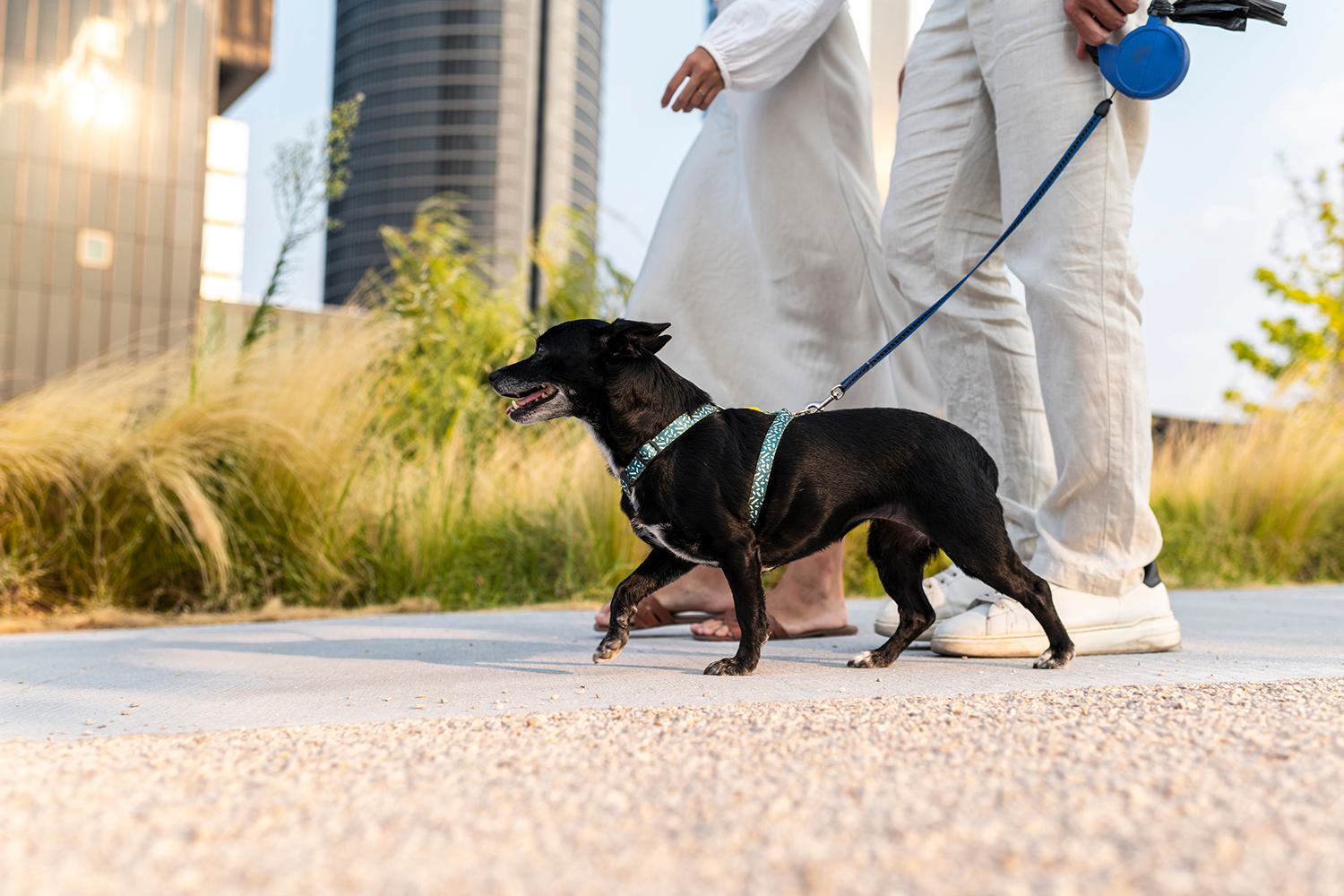 People walking dog in Tysons Corner