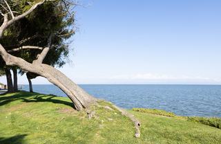 iconic leaning tree along burlingame shoreline