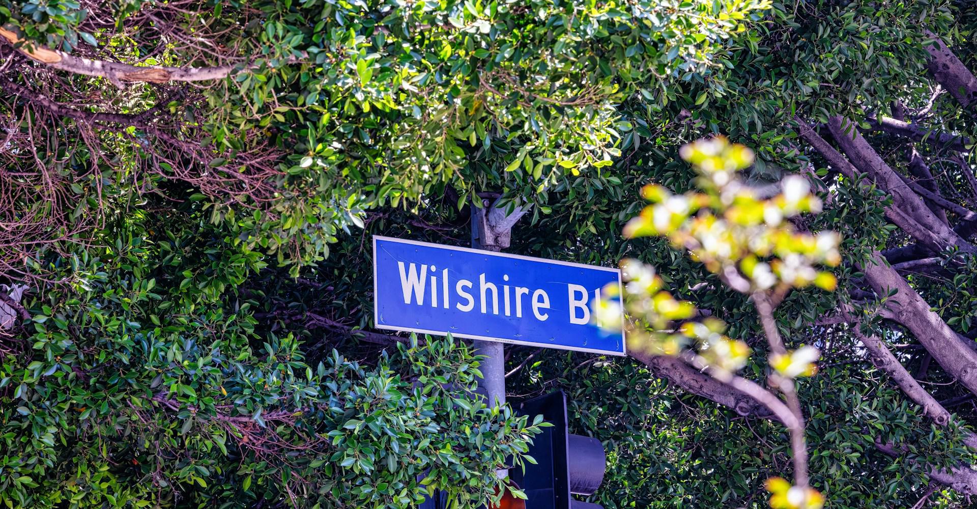 Wilshire Boulevard street sign partially framed by leafy trees in the Mid-Wilshire area of Los Angeles.