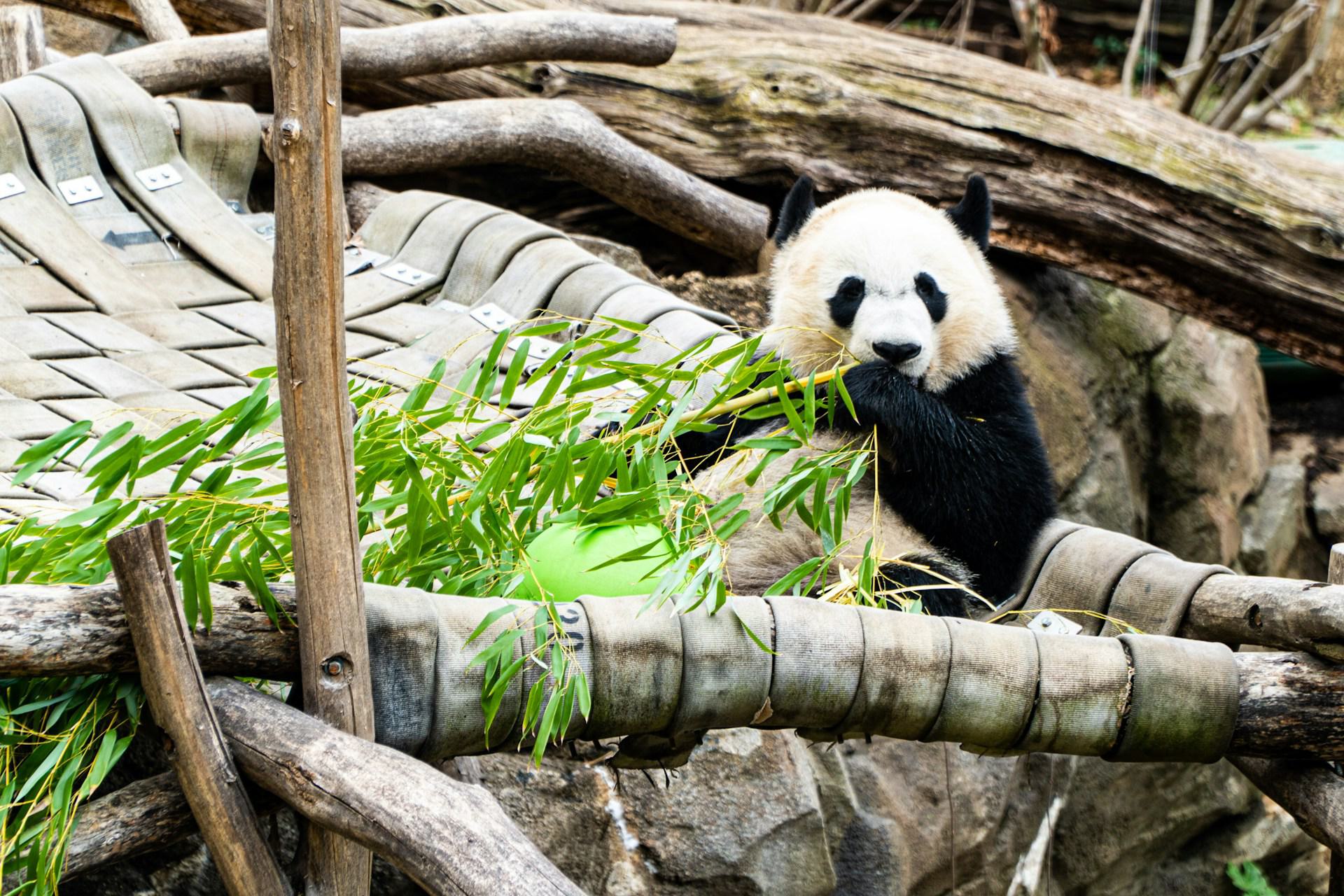 an adorable black and white panda chewing on green leafy bamboo at the national zoo