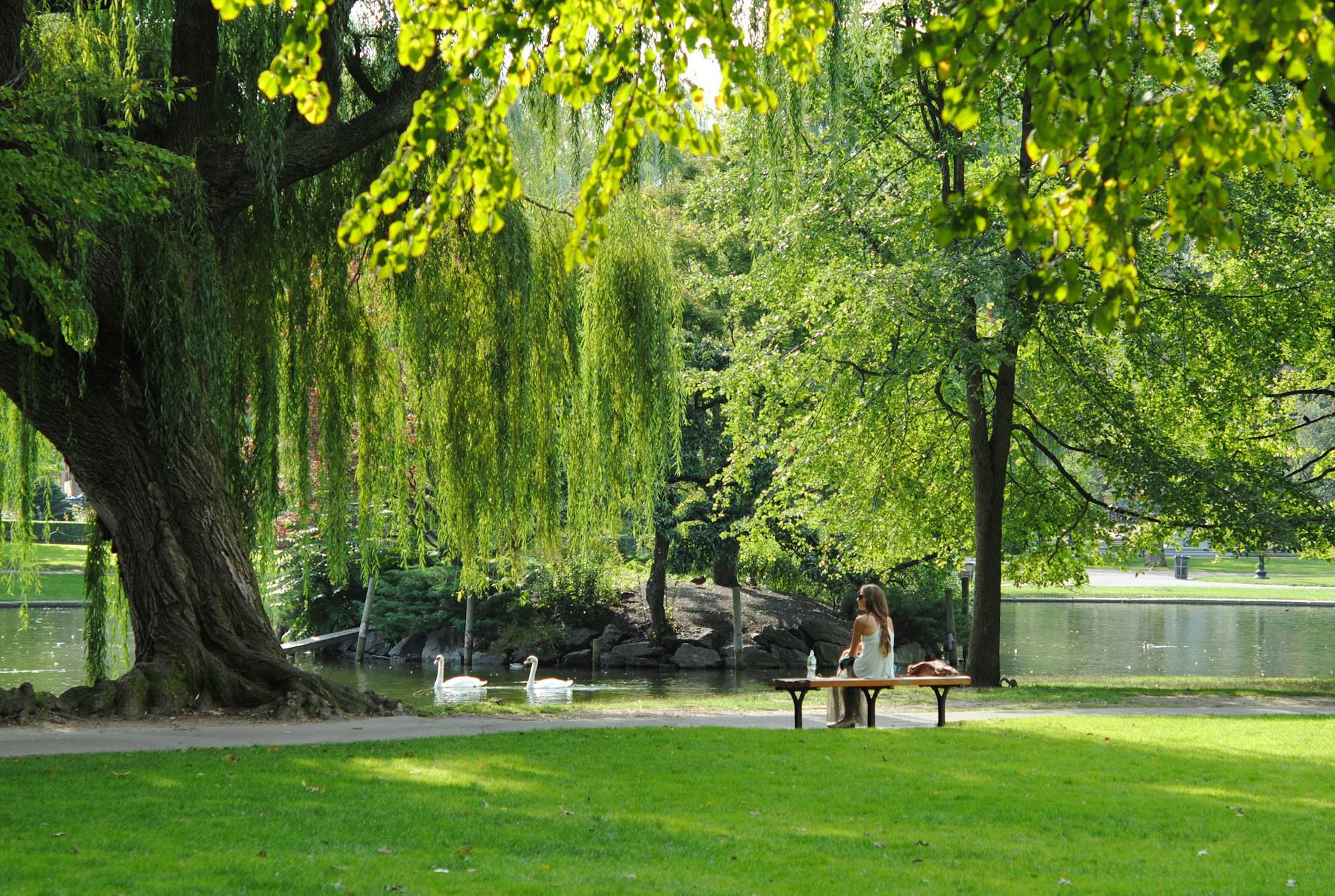 Weeping willow trees and swans along the lagoon in Boston Public Garden on a summer day.