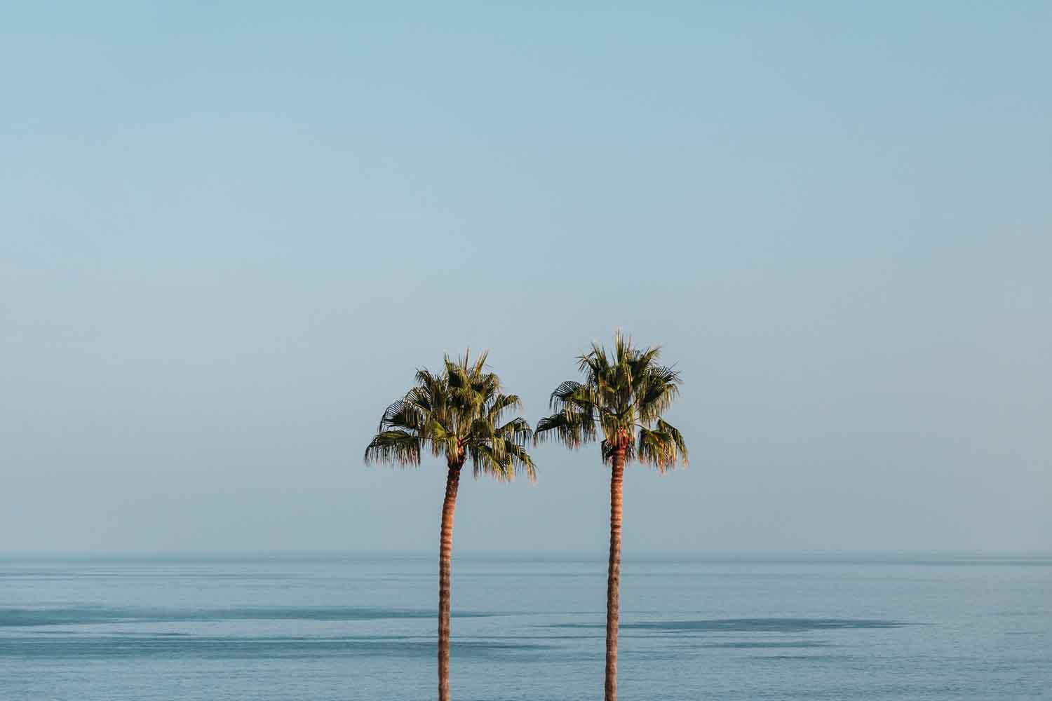 Two palm trees against the blue sky and ocean, representing coastal living in Marina del Rey