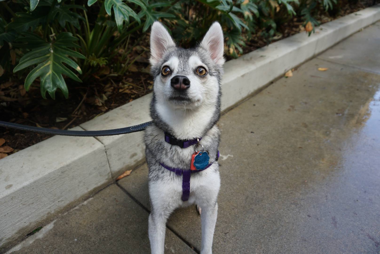 A small, alert husky-mix dog sitting on a leash on the paved walkway near the Desmond pet amenities.