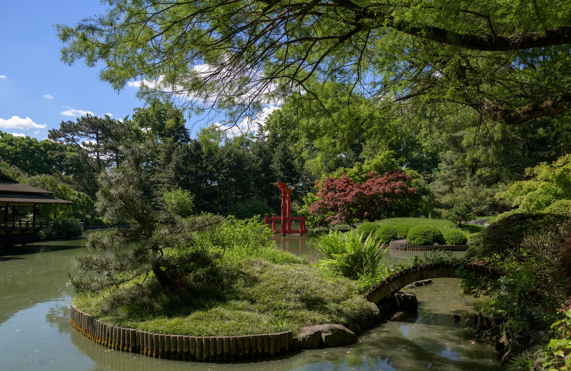 A scenic view of the Japanese Hill-and-Pond Garden at the Brooklyn Botanic Garden, showing a traditional red Torii gate standing in a quiet pond, surrounded by manicured small islands, a wooden bridge, and dense green foliage under a blue sky.