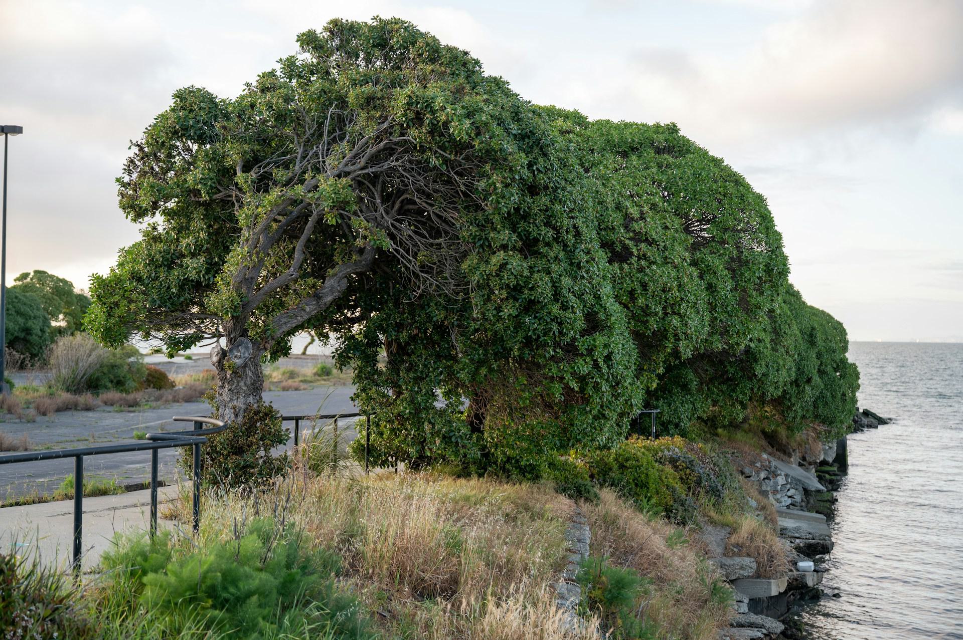 A row of wind-sculpted green trees leaning over a paved walking path right next to the shoreline of the San Francisco Bay.