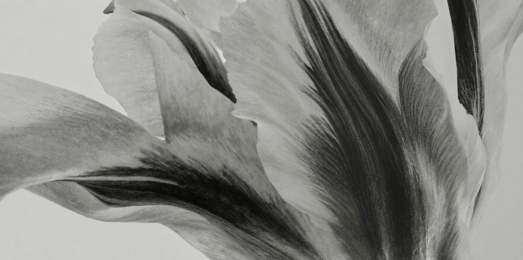 B&W film photography portrait of a flower