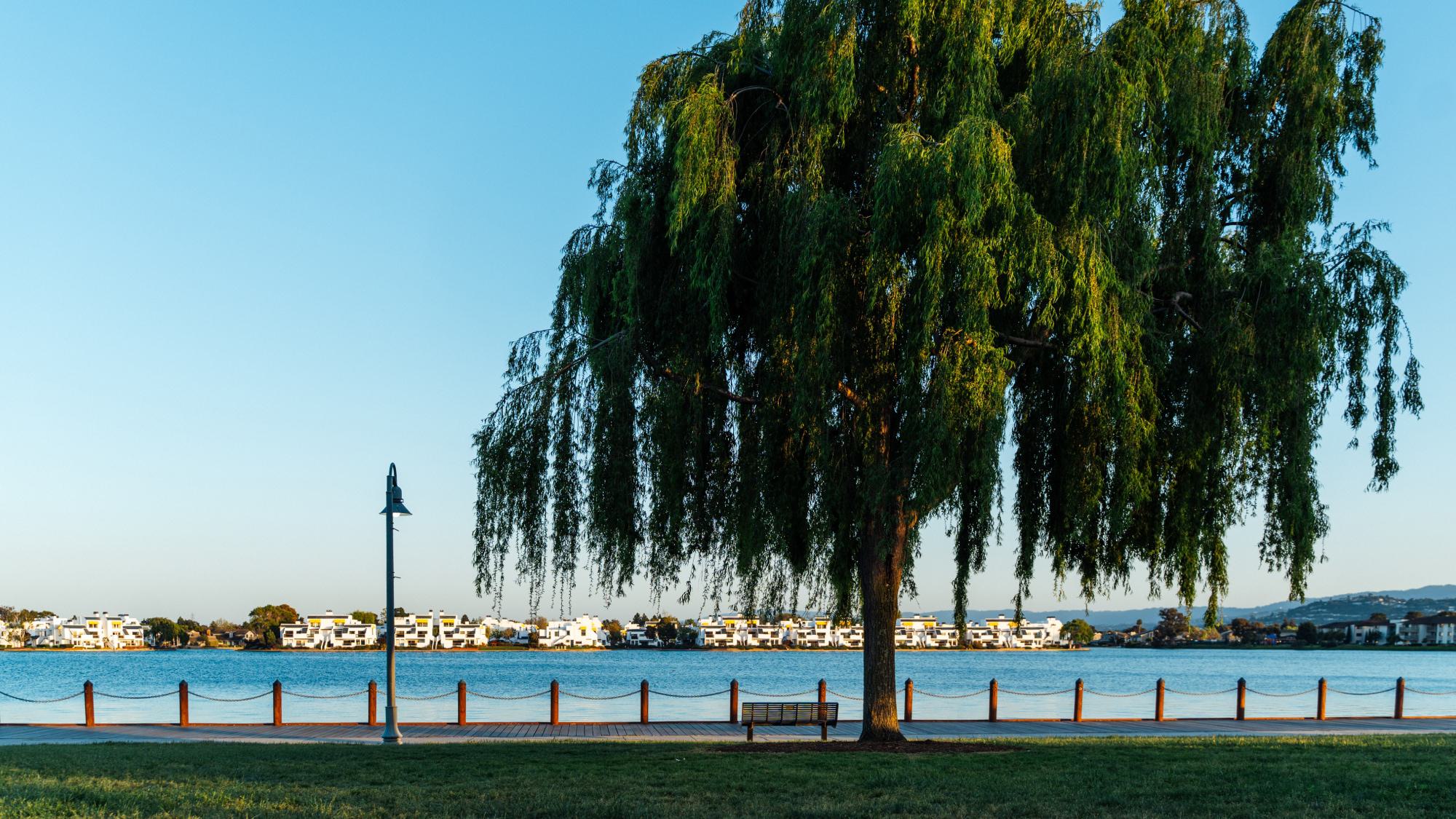 Scenic park trail and park bench under a large willow tree along the Foster City lagoon