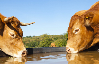 2 cows drinking water at Bellevue's Kelsey Creek Farm - Hyde Square Apts
