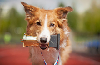 A border collie with a trophy in its mouth