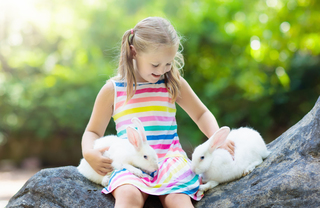 A little girl petting two white bunnies in the park
