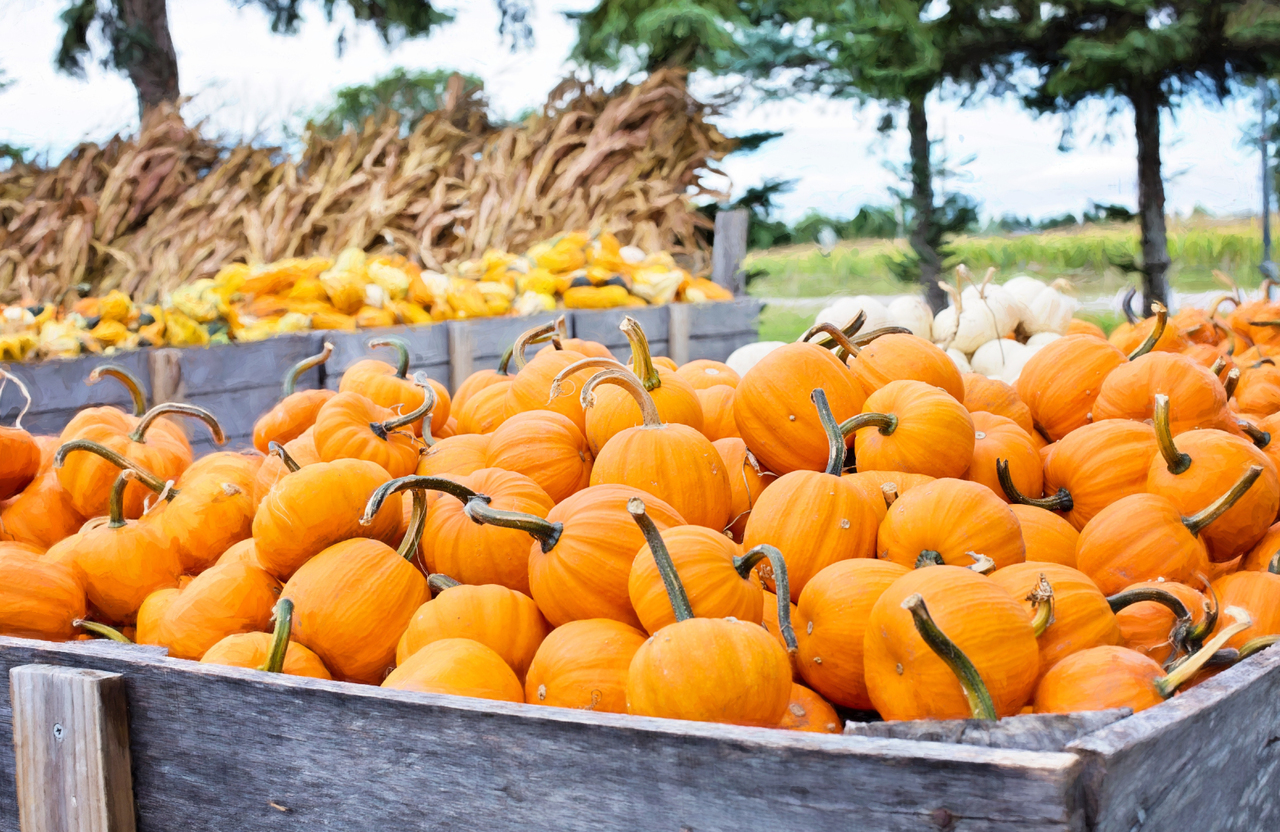 Fall Activities In Sacramento