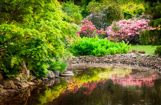A pond in a Japanese Garden