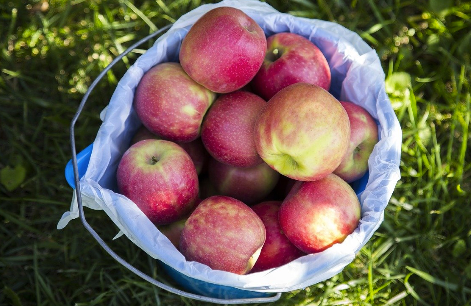 Fairfield County Apple-Picking Adventure - The Waypointe Apts