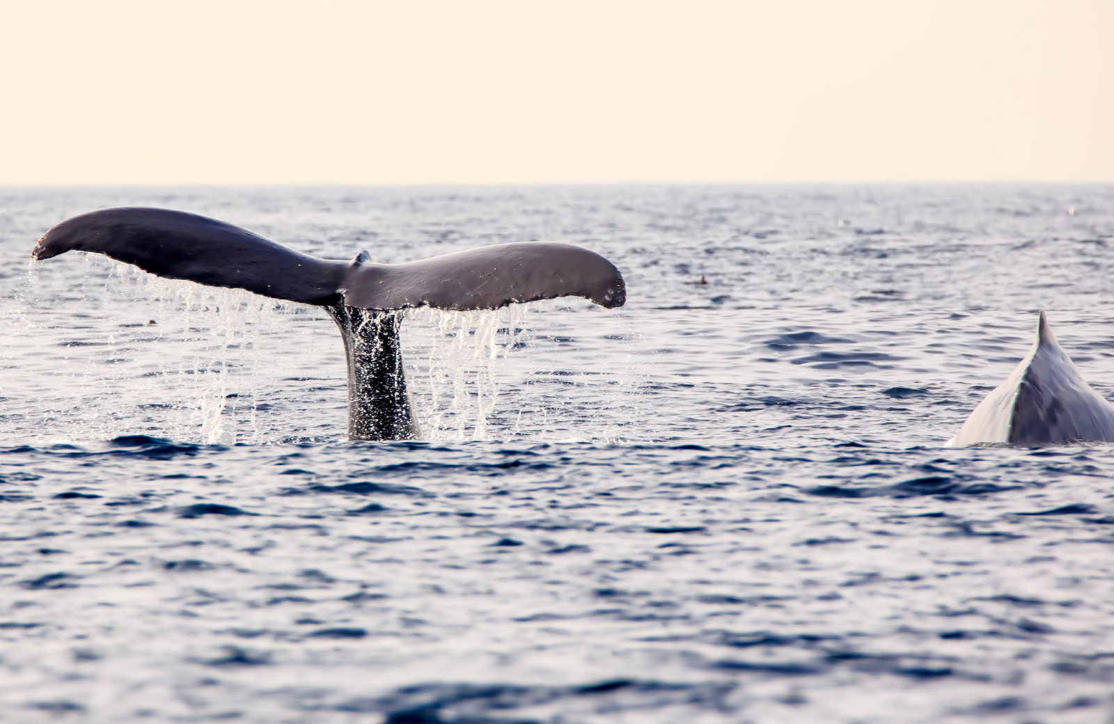 whale watching in san pedro CA - The Vue