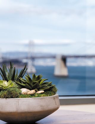 A succulent in a window with a view of the Bay Bridge