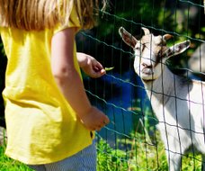girl feeding a goat on a farm