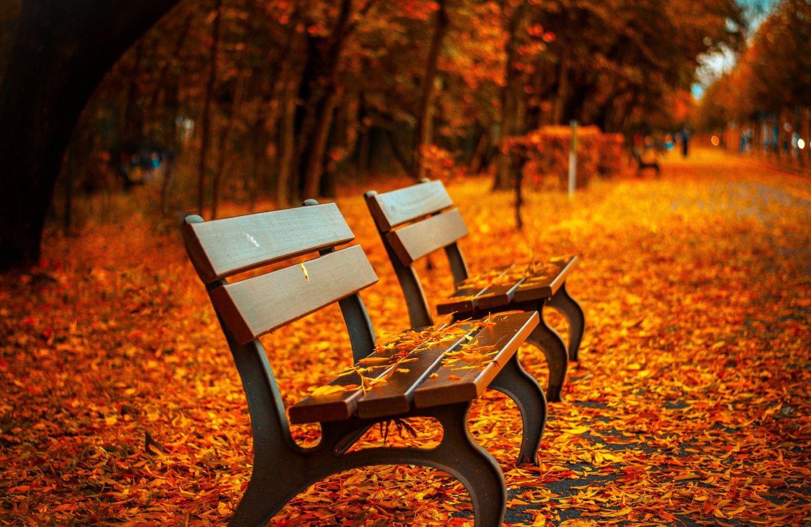 2 park benches surrounded by lots of orange & yellow Fall leaves in Norwalk park - The Waypointe Apts