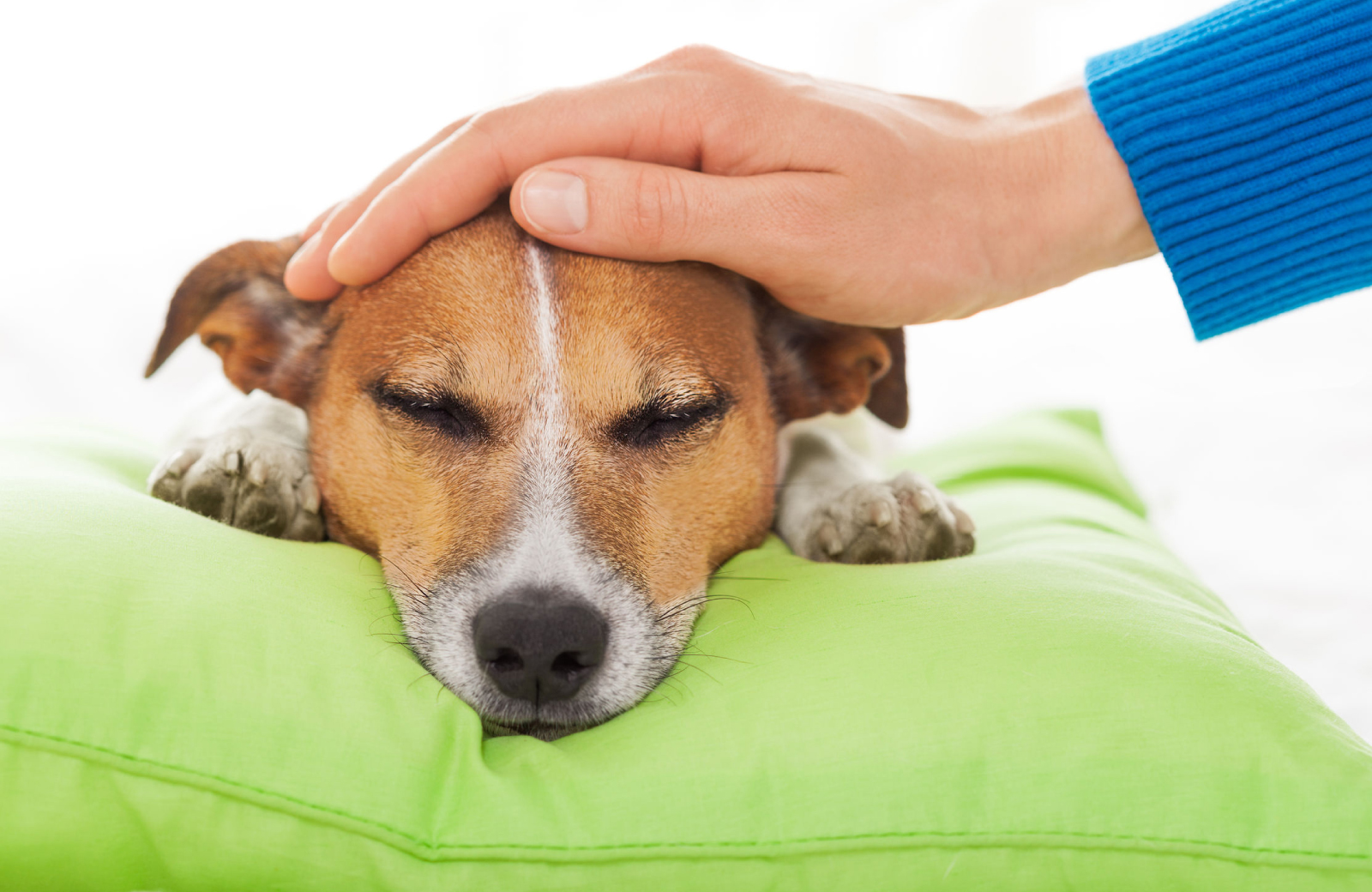 woman wearing a blue shirt petting the head of a brown dog - Norwalk CT apts
