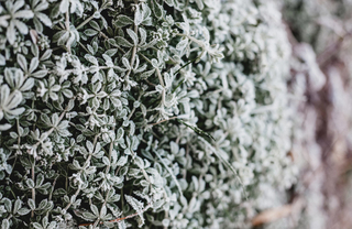 Winterize Your Balcony Garden
