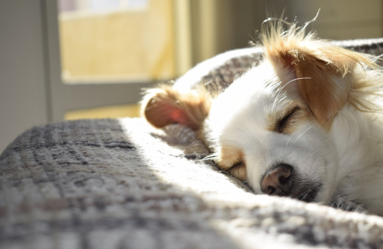 Make Your Pet-Friendly Home People-Friendly Too!