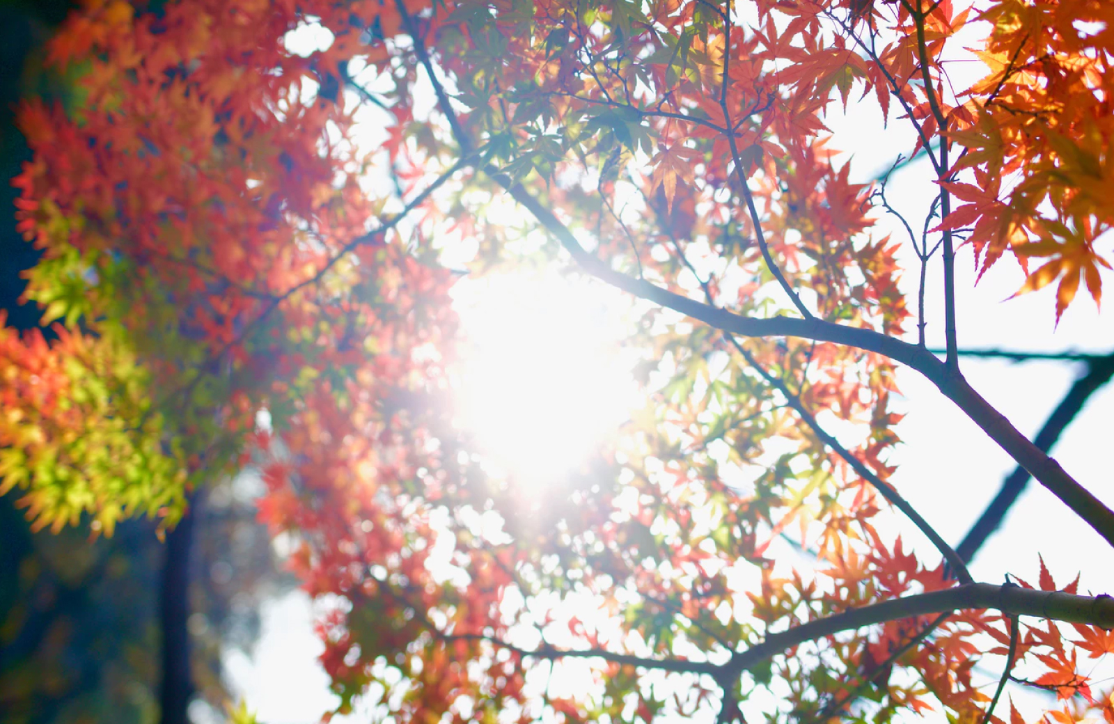 Appreciate the Fall Foliage in Beautiful Connecticut
