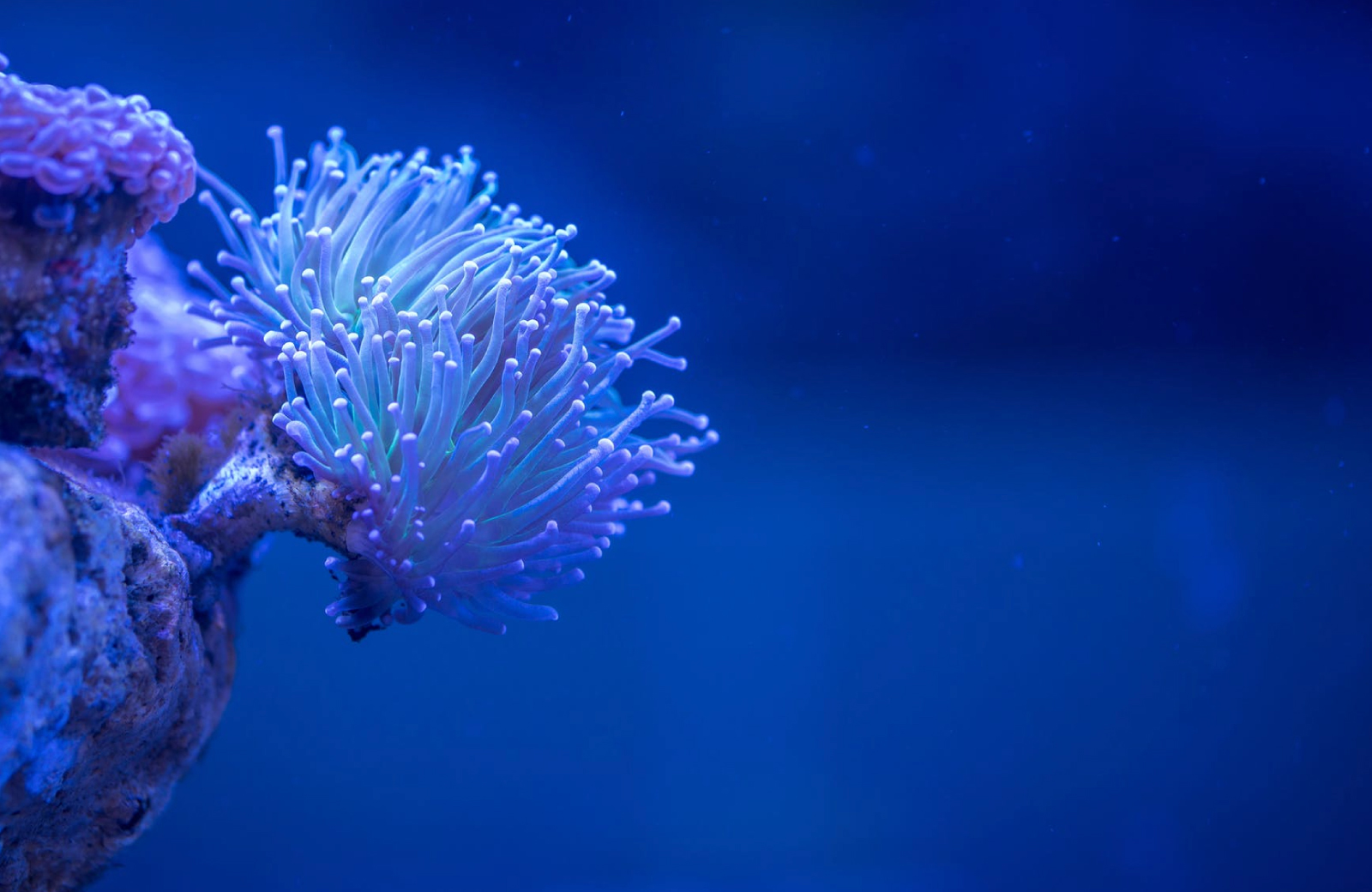 Aquatic Fun at Norwalk’s Maritime Aquarium