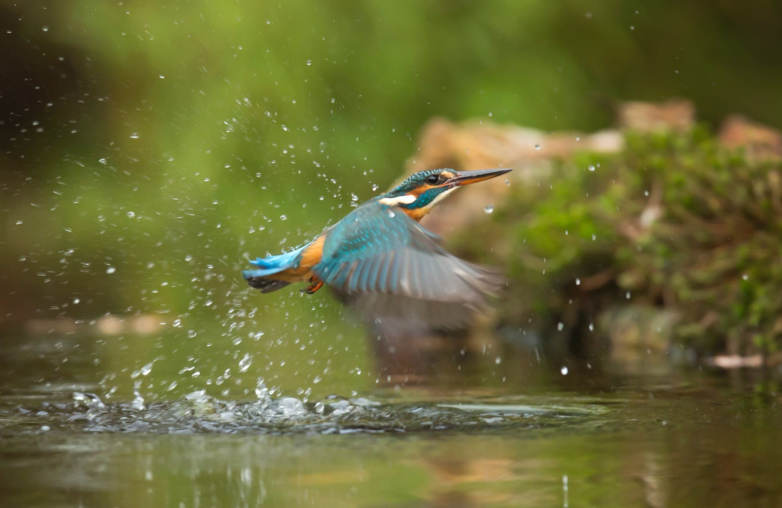Visit the Connecticut Audubon Society